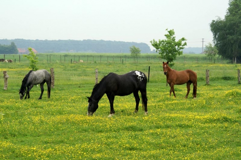 Pferdeweide im Mnsterland